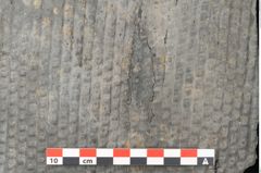 Foto (Detailansicht) von Sigillaria ornata Brongniart (NHMW-GEO-2024-0188-11080)